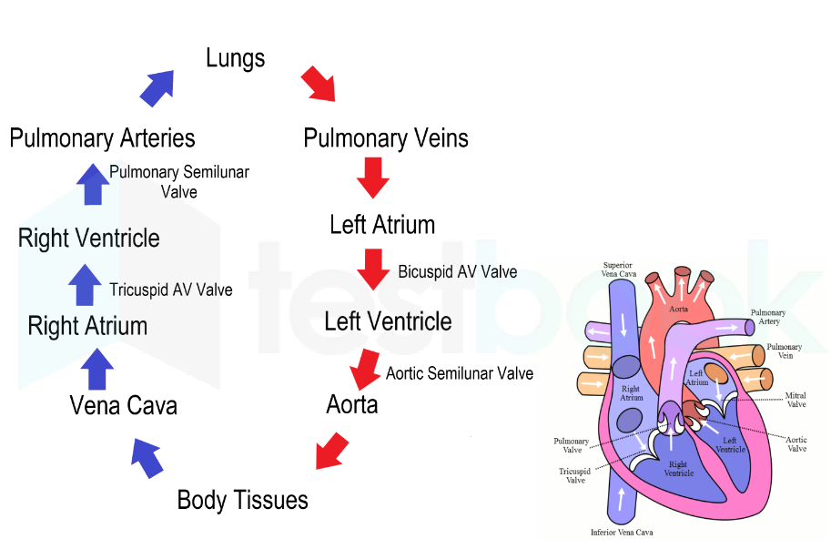 Solved Give The Sequence Of Blood Circulation In The Mammalian Hear   Blood Flow 